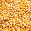 [9780276] MAIZ CONCHA CRIOLLO BULTO X 50 KG