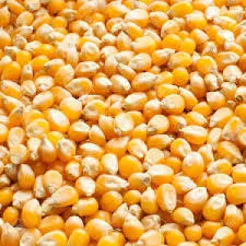 [1726085602837] MAIZ CONCHA LLANERO X  KG
