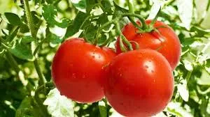 TOMATE ROJO X KGG